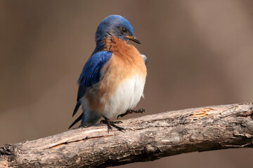 Male Bluebird on branch or checking out new nesting box