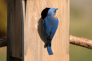 Male Bluebird on branch or checking out new nesting box