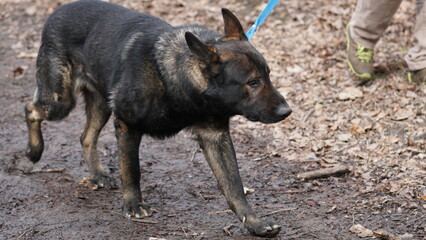 A black-backed shepherd remains vigilant, observing its surroundings.