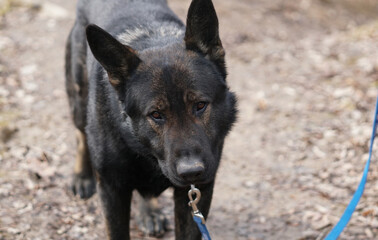 A black-backed shepherd looks at the camera with a pitiful expression.