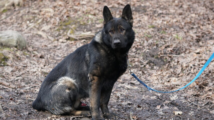 A black-backed shepherd remains vigilant, observing its surroundings.