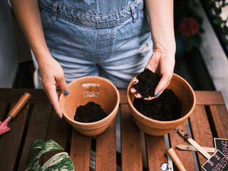 Hands carefully placing soil in pots, preparation for planting on a wooden table