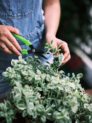 A focused individual is carefully pruning a lush variegated plant in a pot using green gardening shears, indicating plant care