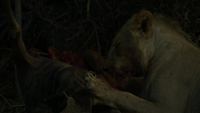 Lions on Wildebeest Kill