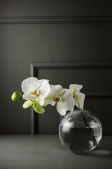 White phalaenopsis flowers.