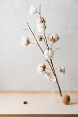 Dried cotton branches.