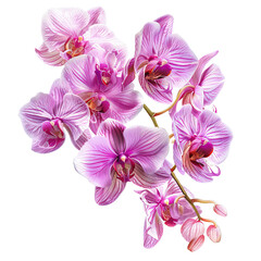 Bunch of Pink orchid on white background,png