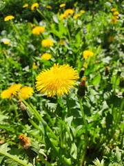 Dandelions in the meadow in sunlight