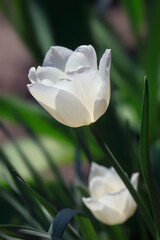 Colorful spring blossom on nature background