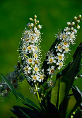 kwitnąca laurowisnia odmiana  'Otto Luyken', Prunus laurocerasus, karłowa odmiana laurowiśni,...
