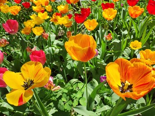 Red, yellow, orange tulips in the garden, closeup