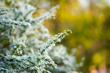 close up of grass