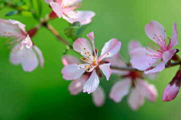 Colorful spring blossom on nature background