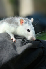 Portrait of cute white rat