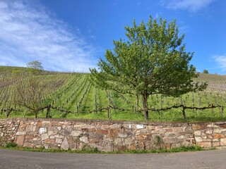 Landschaft mit Weinberg und Wanderweg am Weinkulturweg in Kröv an der Mosel - 782417388