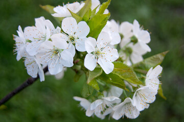 white cherry blossom