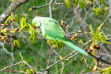 A green coloured Parakeet in St. James Park, London, England