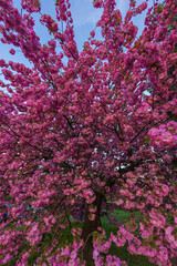 Sakura, drzewo kwitnącej Japońskiej Wiśni. Drzewo pełne różowych kwiatów stojące na miejskim trawniku w centrum miasta