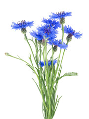 Bouquet of blue cornflowers isolated on a white background. Flowers of knapweed, Centaurea cyanus. - obrazy, fototapety, plakaty