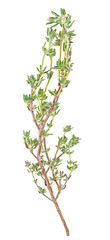 Fresh thyme branch isolated on a white background, view from above.