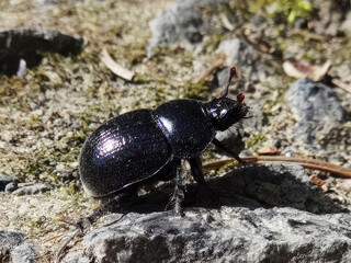 Detail of a black beetle