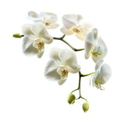 Branch of beautiful white orchids on white background,png