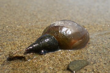 A water snail on a sandbank with water