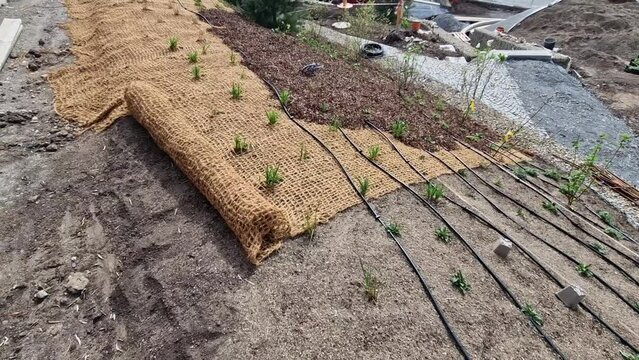 temporary covering of lawn sowing with textiles to ensure a large slope against erosion. using brown jute fabric stabilizing coconut net for steep slopes. in heavy rain the soil does not leach out net
