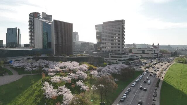 Beautiful aerial view of blossoming sakura park in Vilnius city center. Sugihara cherry tree garden blooming on sunny April early morning. Springtime in Vilnius, Lithuania.