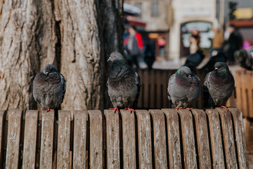 pigeons on the bench