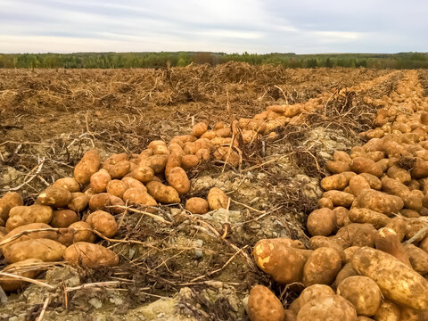 Russet processing potatoes windrowed in furrows in the field