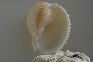 Seashell of sea snail giant tun or tun shell, giant Pacific tun (Tonna galea) on a blurred...