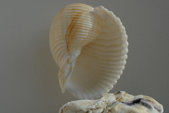 Seashell of sea snail giant tun or tun shell, giant Pacific tun (Tonna galea) on a blurred background. Place of find: Aegean Sea, Greece, Halkidiki