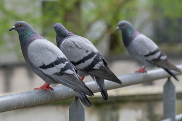 Focus on three Rock doves sitting on a metal railing.