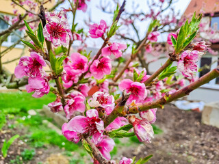 Bloom flower apricot tree. Apricot tree flowers with focus. Spring pink flowers