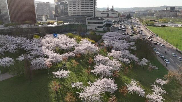 Beautiful aerial view of blossoming sakura park in Vilnius city center. Sugihara cherry tree garden blooming on sunny April early morning. Springtime in Vilnius, Lithuania.