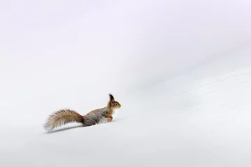 Foto auf Glas red squirrel on snow © Risto