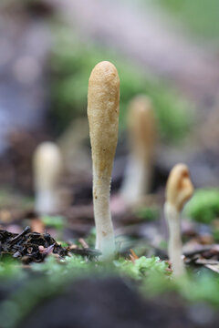 Trichoderma leucopus, also called Hypocrea leucopus, a parasitic sac fungus from Finland, no common English name