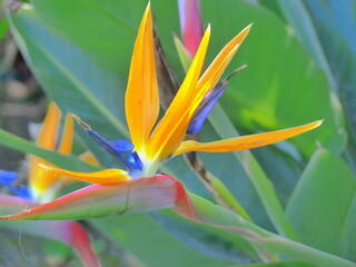 Bird of Paradise fleur