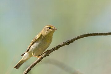 smaoll bird on branch