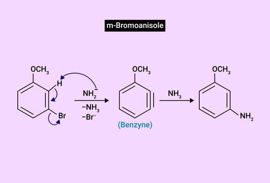 m-Bromoanisole gives only the respective meta substitued aniline