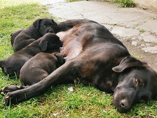 dog feeding her puppies. the mother is nursing her cubs. Cute little dogs suck their mother's milk