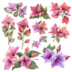 Versatile watercolor clipart set featuring a pack of bougainvillea bouquets, single flowers, and elements in gentle pastel colors.  - obrazy, fototapety, plakaty