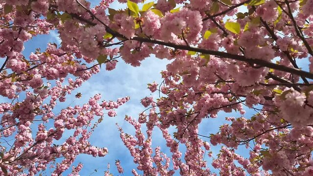 Prunus kanzan is the signature pink flowering cherry popularly planted across the length and breadth of Britain. Pink flowers of Japanese cherry, Kanzan. Prunus serrulata or Japanese cherry is a