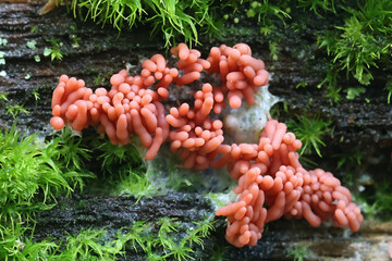 Arcyria major, also called Arcyria insignis var. major, a candy slime mold from Finland, no common...