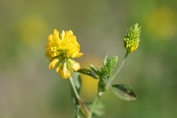 Trifolium aureum, commonly known as Large Hop Trefoil, Golden clover or Large hop clover, wild...