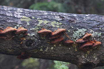 Inonotus rheades, commonly known as fox bracket fungus, wild polypore from Finland