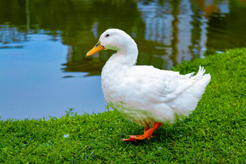 Naklejka na ściany i meble White Duck in Green Serenity In The Lake
