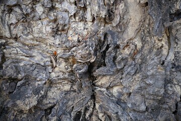 Detail of wood grain on a tree