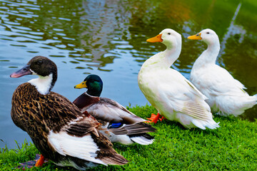 Four Ducks by the Lakeside: Harmonious Gathering